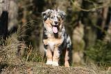 BERGER AUSTRALIEN PUPPIES 626